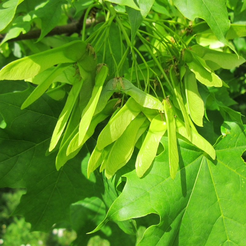 Ahorn Kugleformet  Opstammet Acer Platanoides  Globosum  Toppodet 180   Stamme   -årig