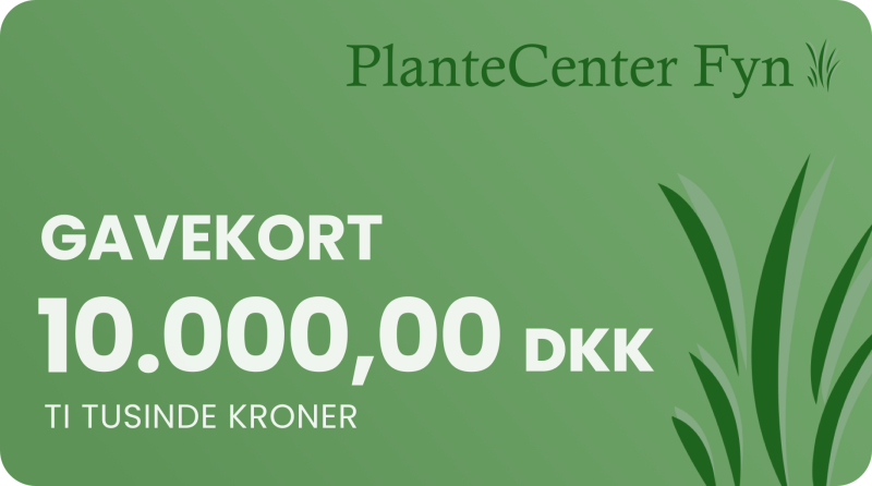 Gavekort    10 000 -