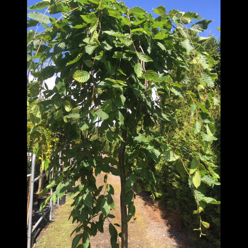 Hænge Avnbøg Carpinus Betulus  Pendula  Toppodet 200   Stamme  -