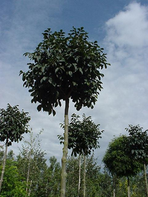 Kugle Manna-ask Fraxinus Ornus  Meczek  Opstammet 200   Stamme