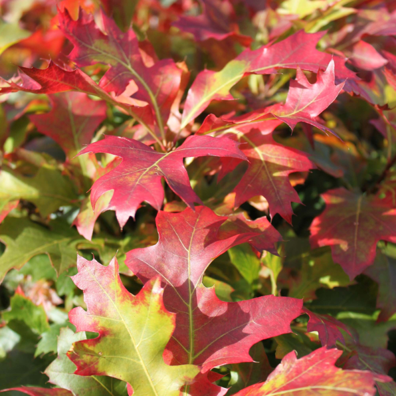 Kugle Sump-  Quercus Palustris  Green Dwarf  Busk 80-100