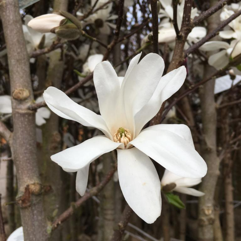 Magnolia   Loebneri  Merrill  Opstammet  -10   Stammeomkreds