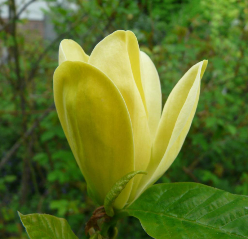 Magnolia  Yellow Bird  Opstammet  -10   Stammeomkreds