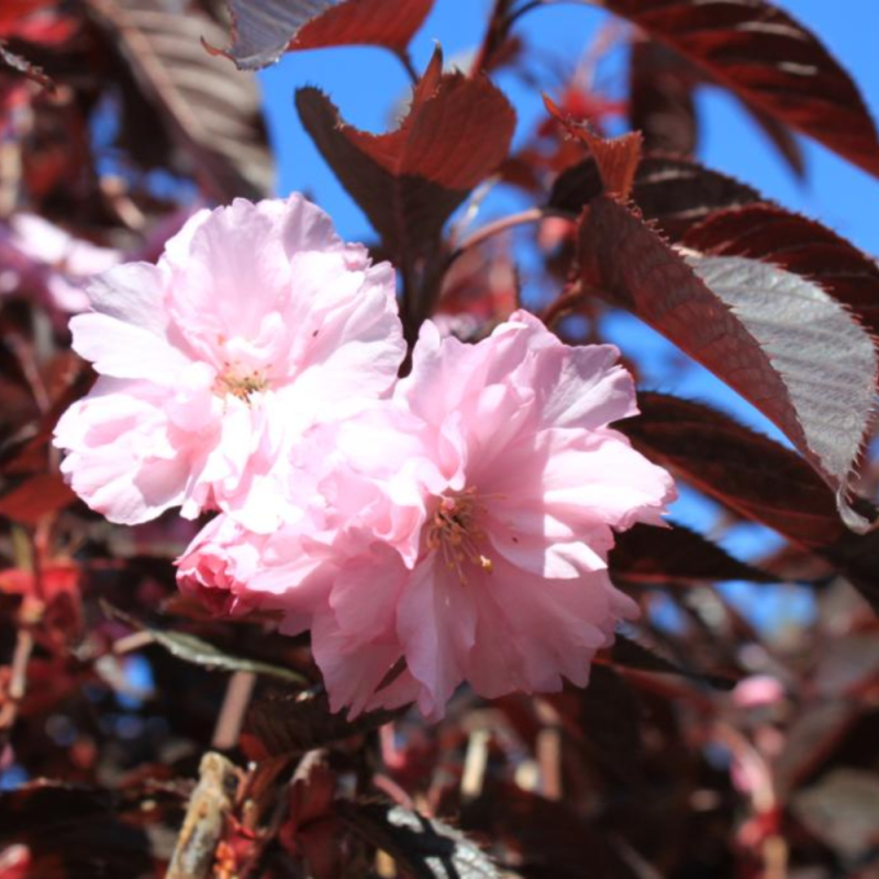Rødbladet Japansk Kirsebær Prunus Serrulata  Royal Burgundy  Toppodet 220   Stamme 10-12